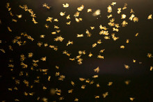 Abstract And Magical Image Of Flying Moths.