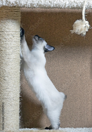 Kitten Short Haired Color Seal Point Looking Up Buy This Stock