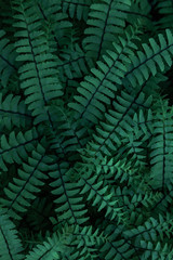  Natural green background of tropical leaves