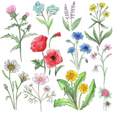 Watercolor Set Of Wild Flowers. Bell, Forget-me-not, Thestle, Chamomile, Dandelion, Cornflowers, Lavender, Clover, Buttercup And Poppies