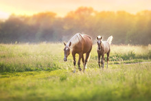 Palomino Horses On Spring Pasture
