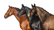 Group of horse in bridle close up portrait on white background
