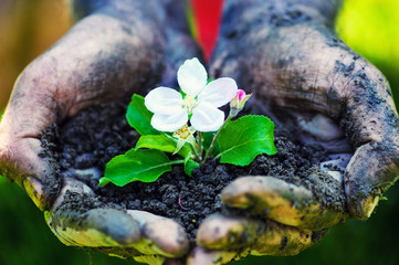 Farmer hand holding a fresh young plant with flower. Symbol of new life and environmental conservation