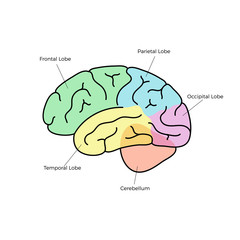 Sticker - Vector illustration of human brain anatomy 