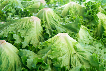 Green Lettuce