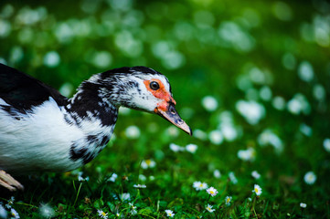 Wall Mural - Duck on green grass