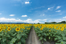 A Small Farm Road Surrounded Full Blooming Sunflowers With Blue Sky And Clouds In Summer. Japan
