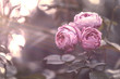 Rose pink, im Licht