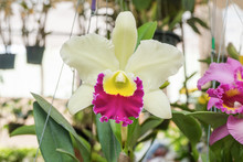 Blooming White Cattleya Orchid Flower
