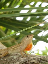  Florida Anole Lizard On Palm Tree