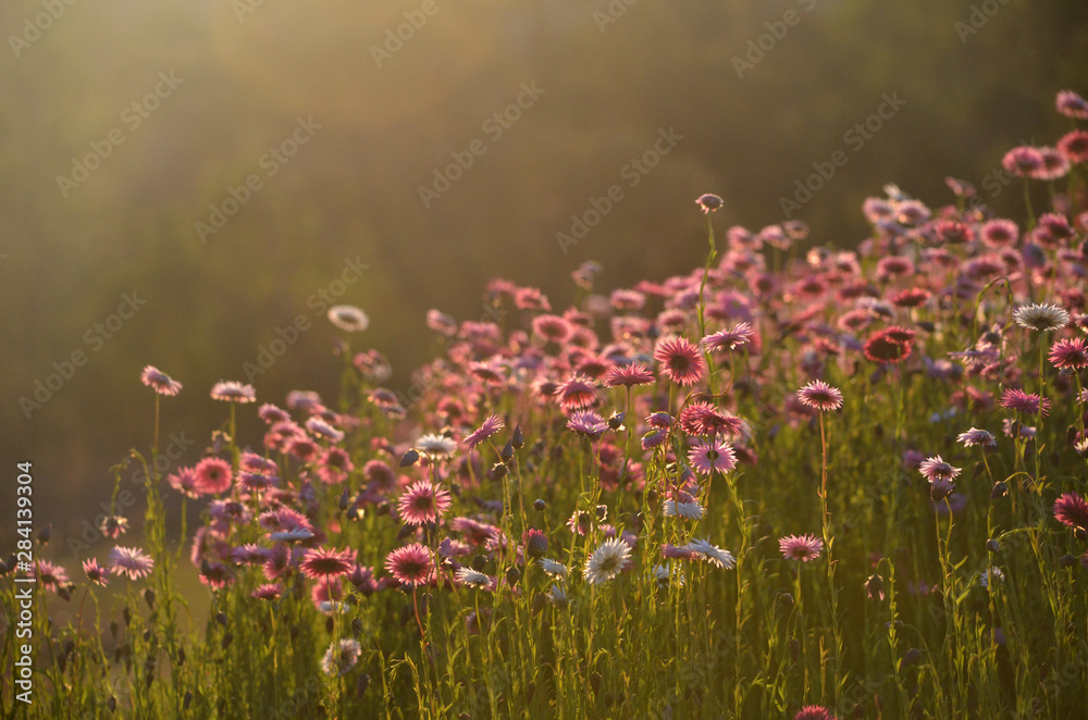 Australian Everlasting Daisy flower meadow in soft golden afternoon light. Also known as strawflowers and paper daisies. - obrazy, fototapety, plakaty 
