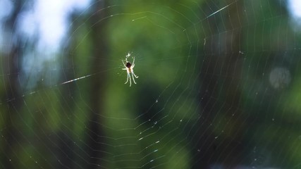 Spider in a web, the little forest spider in hides in a web.