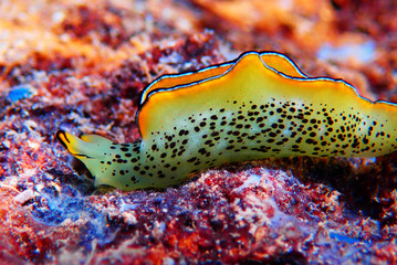 Wall Mural - Elysia marginata or Elysia ornata, found underwater in Mediterranean (aegean) sea in Greece