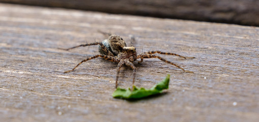 spider on a wooden board