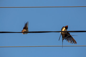 Two swallows on a wire.