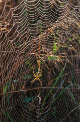 Spider web