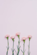 Five Pink Carnation Flowers Over Pink Background