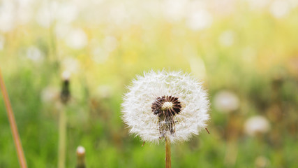 dandelion blowball (Taraxacum officinale) in the control sunlight against the background of the orange evening sky, close-up. Close-up view of a dandelion, blowball against the sunset.