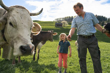 Farmer And Daughter With Cows On Pasture