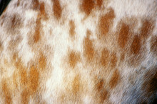 Appaloosa Horse Leopard Pattern Coat Detail