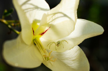 White Spider In A Yellow Flower At The Botanical Garden