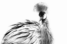 High-key Artistic Conversion Image Of Grey Crowned Crane Close-up Portrait