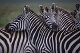 Fototapeta Konie - Zebras together