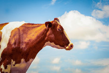 Red Holstein Portrait Against Blue Sky