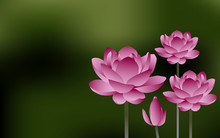 Pink Lotus Flower Collection On Blurred Background