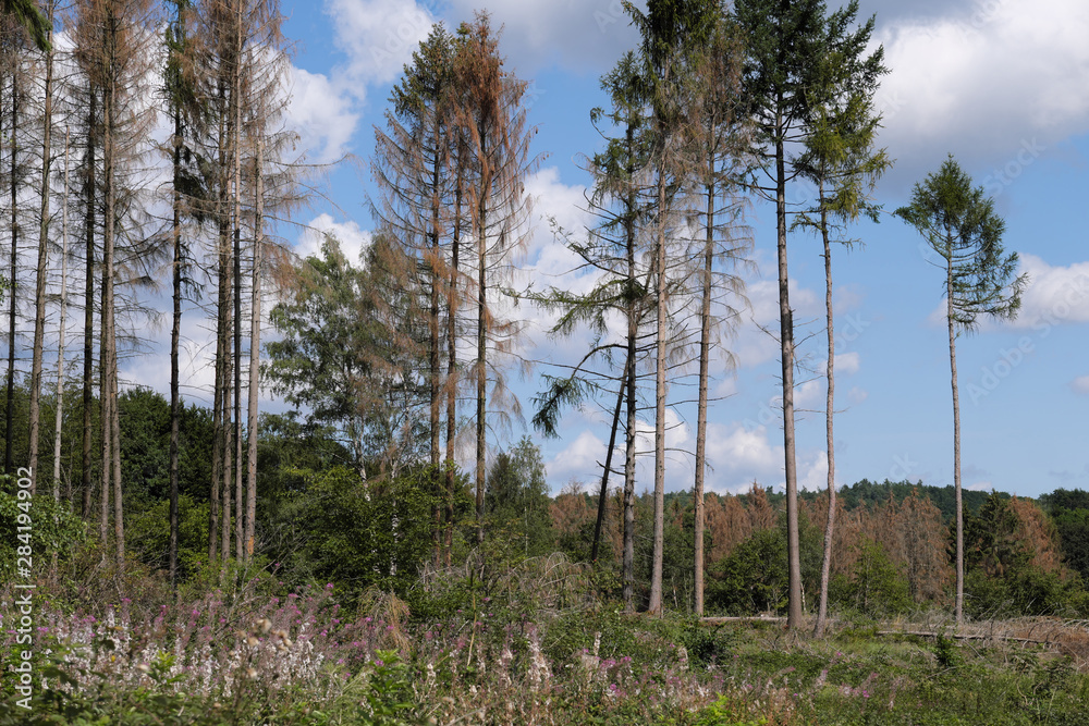 Vertrocknete Bäume im Westerwald im August 2019 - Stockfoto - obrazy, fototapety, plakaty 