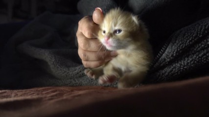 Poster - woman stroking a small kitten