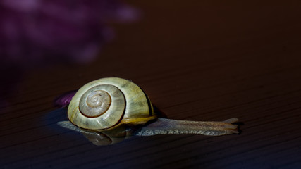 Wall Mural - Schnecke besteigt einen 