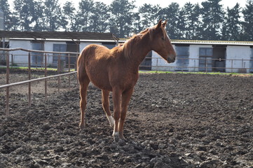 The beautiful Animal Horse in the natural environment (farm)