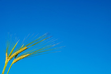 three green ears of rye close-up on a background of blue sky