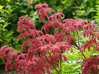 Wall Mural - Rodgersia pinnata elegans flowering in an English garden