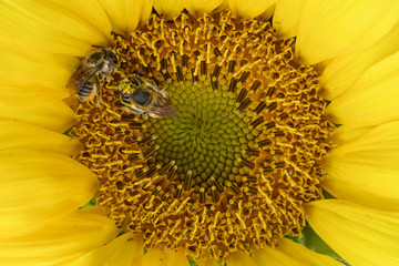 Poster - two bees on a suflower