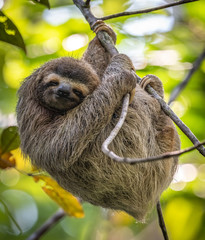 Canvas Print - Sloth in Costa Rica 