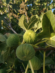 The second fruit of the fig tree, edible with green skin and soft, sweet flesh with many seeds. Spanish horticulture. Fig. Fruit tree.