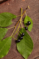 Wall Mural - Overhead view of branch of bird berries on wooden background. Studio lighting. Healthy eating concept