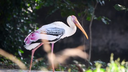 painted storks india closeup big birds lake