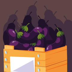 Poster - fresh eggplants vegetables in wooden crate