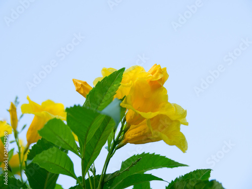 Tecoma Stans Tree In Garden Blossoms Of Yellow Trumpetbush On Blue Sky Common Name Is Yellow Bell Yellow Elder Trumpet Vine Stock Photo Adobe Stock