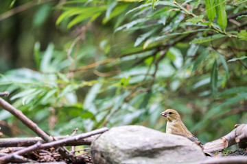 Wall Mural - An European greenfinch