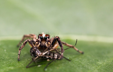 jumping spider