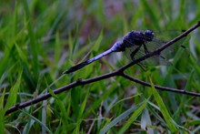 Dragonfly On Grass