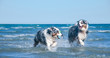Zwei Hunde springen fröhlich mit einem Spielzeug durch das blaue Wasser des Meeres