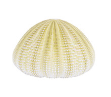 Sea Urchin Shell Isolated On A White Background With Clipping Path