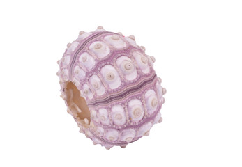 Sea urchin shell isolated on a white background with clipping path