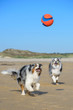 Zwei Hunde spielen fröhlich mit einem Ball am Stand im Hintergrund Dünen und blauer Himmel