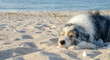 Nasser sandiger Hund liegt am Strand den Kopf auf die Pfoten abgelegt und schläft